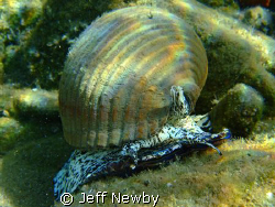 A Giant Tun the size of a football by Jeff Newby 